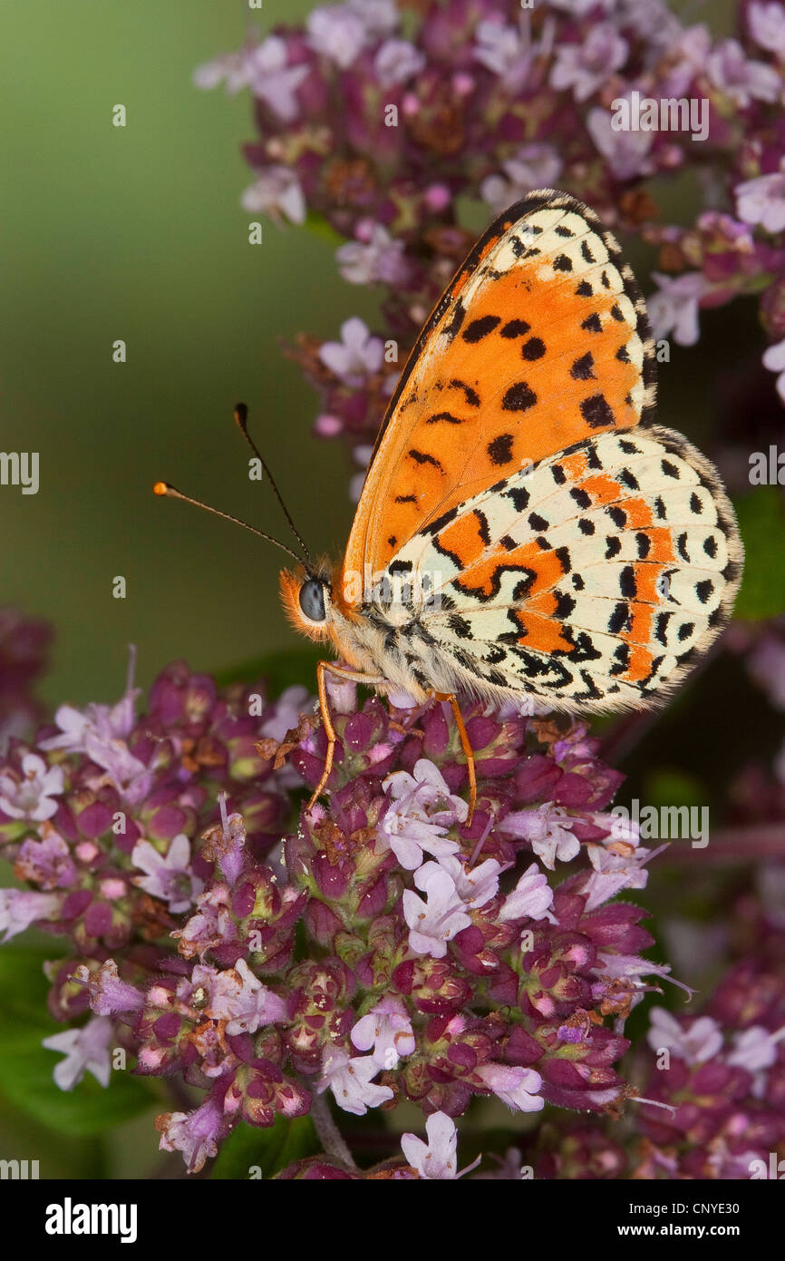 Gefleckte Fritillary (Melitaea Didyma), Männlich, Deutschland Stockfoto