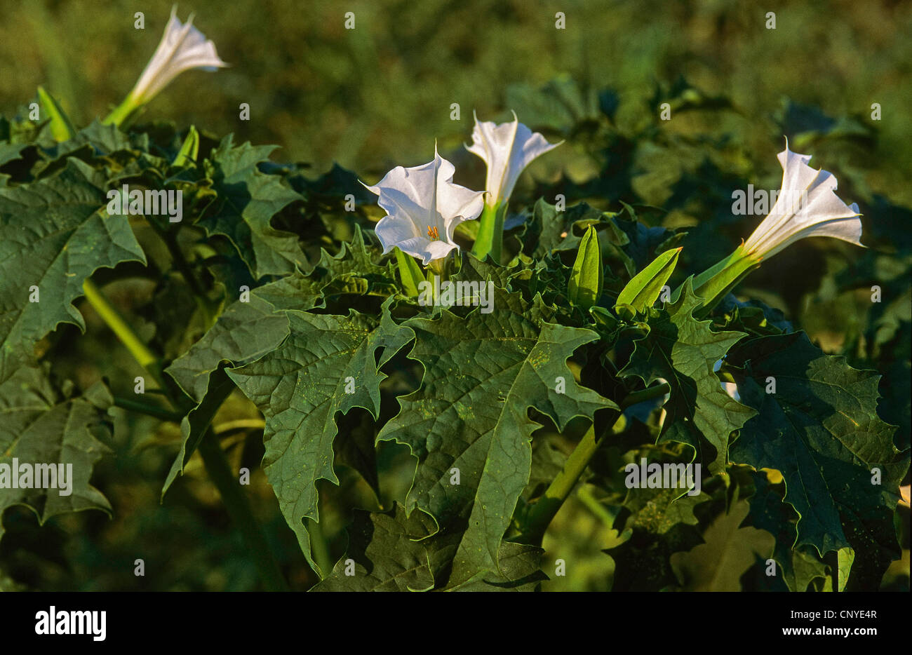 Stramonium, Jimsonweed, Thornapple, Jimson Unkraut (Datura Stramonium), blühen, Deutschland Stockfoto