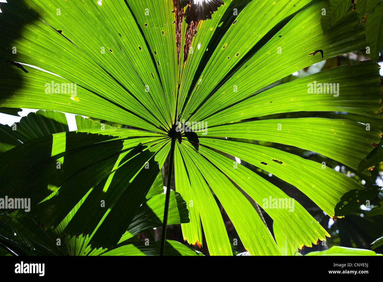 Rote Latan Palme Australische F cherpalme Licuala Ramsayi Fan rote-latan-palme-australische-f-cherpalme-licuala-ramsayi-fan
