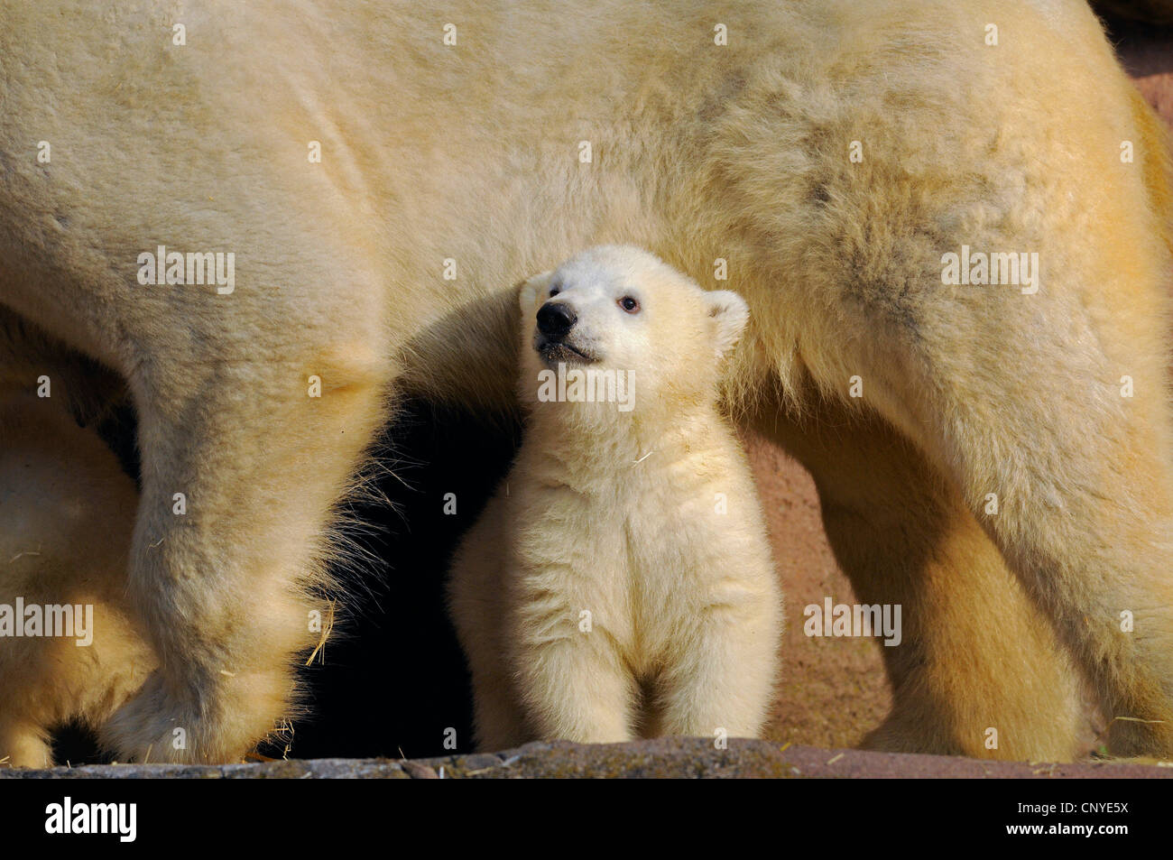 Eisbär (Ursus Maritimus), pup unter dem Bauch seiner Mutter Stockfoto