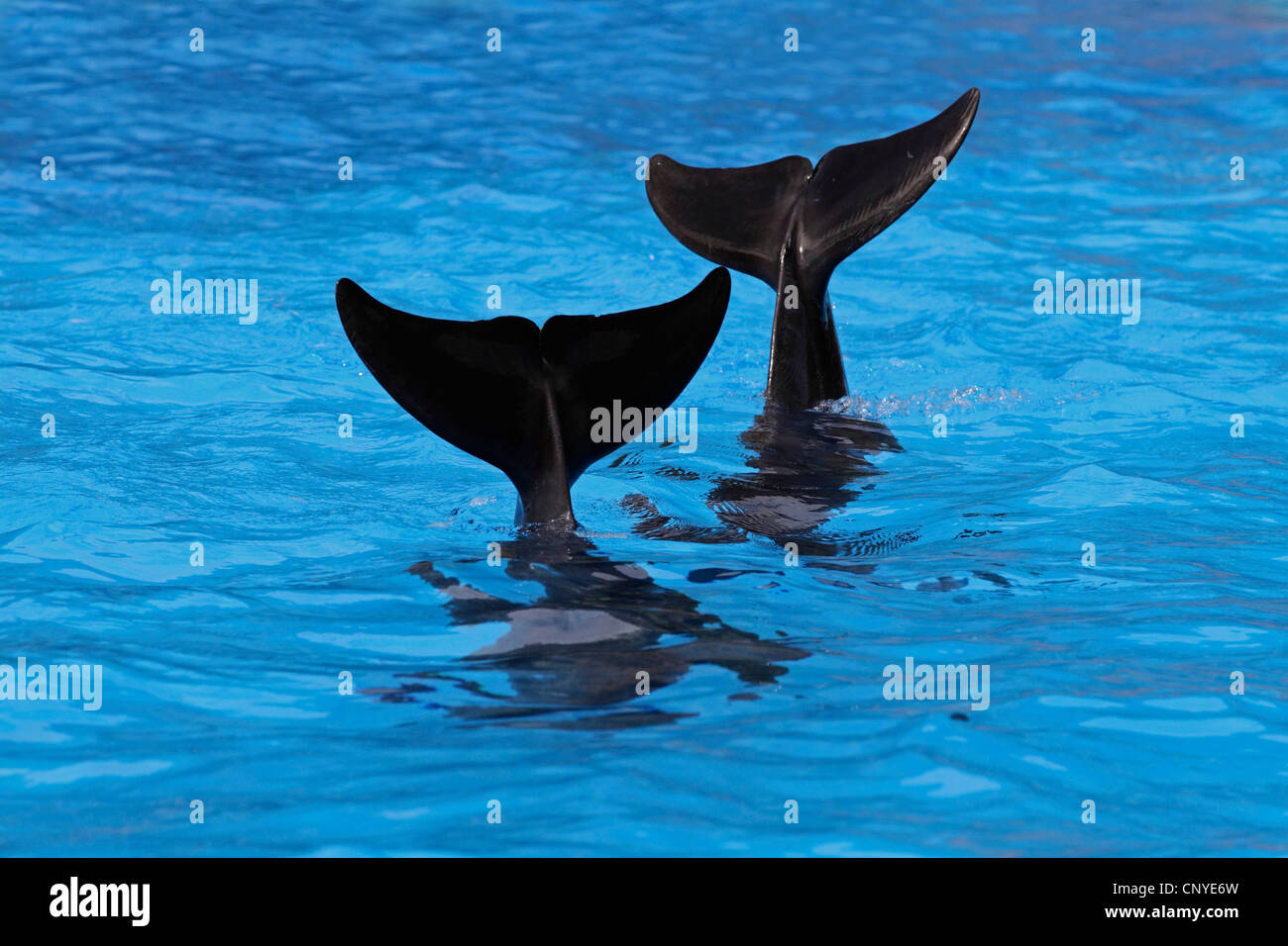 Flasche-Nase Delphin, bottlenosed Delphin, gemeiner Flasche – Nosed Delfin (Tursiops Truncatus), zwei Tiere, die synchron halten ihren Heckflossen aus dem Wasser während einer Show in einem Delfinarium Stockfoto