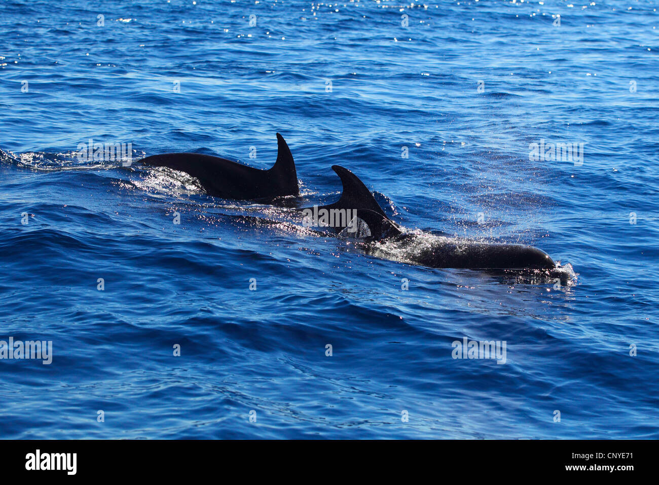 Flasche-Nase Delphin, bottlenosed Delphin, gemeiner Flasche – Nosed Delfin (Tursiops Truncatus), drei Tiere, die an der Wasseroberfläche schwimmen Stockfoto