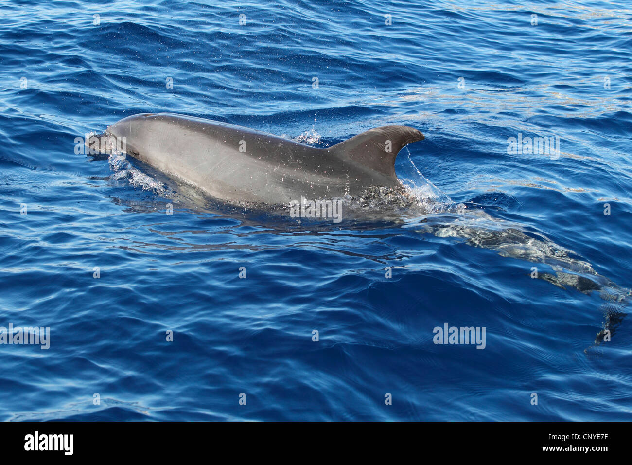 Flasche-Nase Delphin, bottlenosed Delphin, gemeiner Flasche – Nosed Delfin (Tursiops Truncatus), an der Wasseroberfläche schwimmen Stockfoto