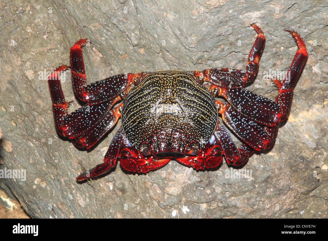 Sally lightfoot Krabben, fleckige Shore Crab (Grapsus Grapsus), an einen Felsen umklammert Stockfoto