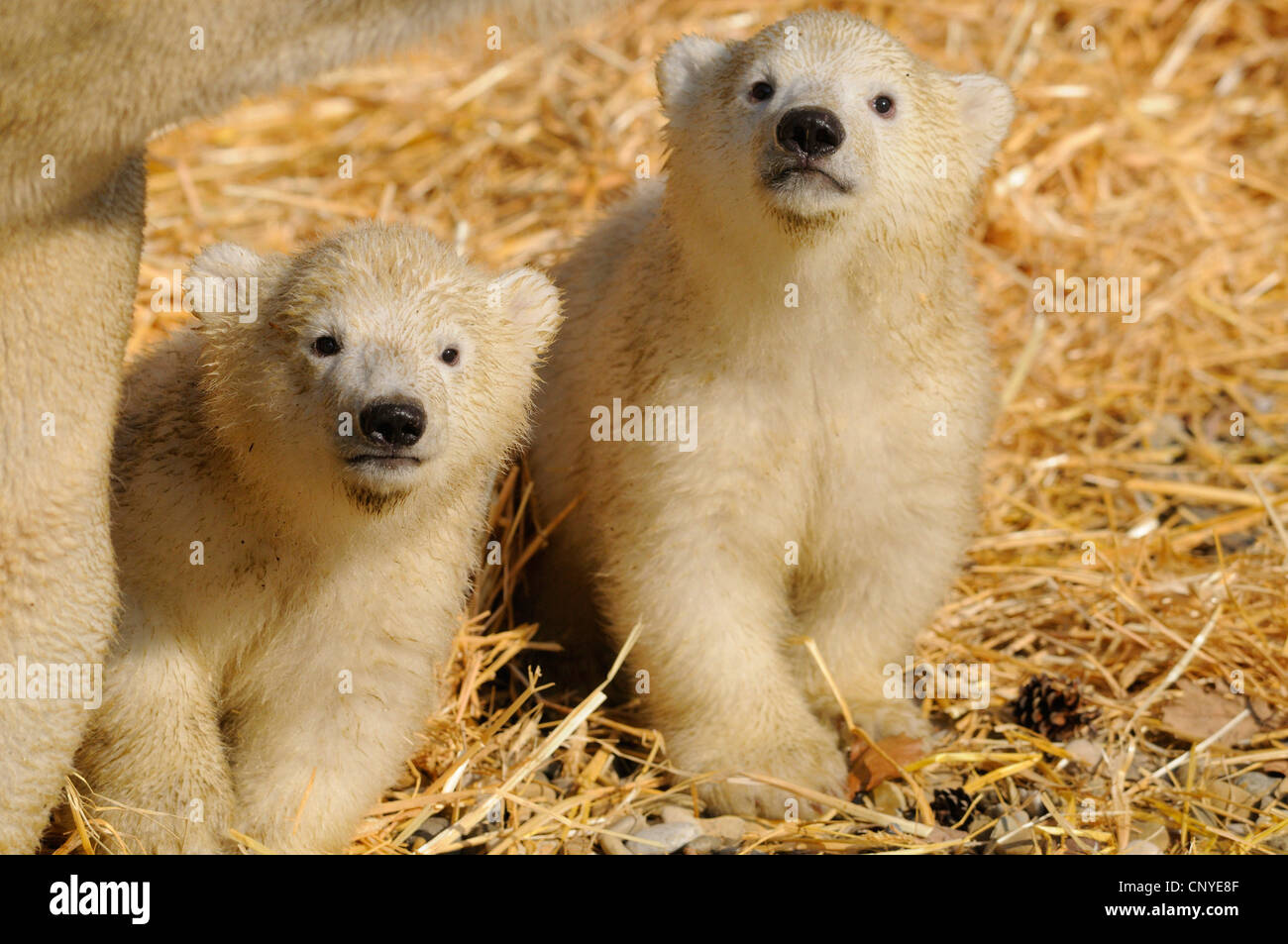 Eisbär (Ursus Maritimus), Welpen im Stroh Stockfoto