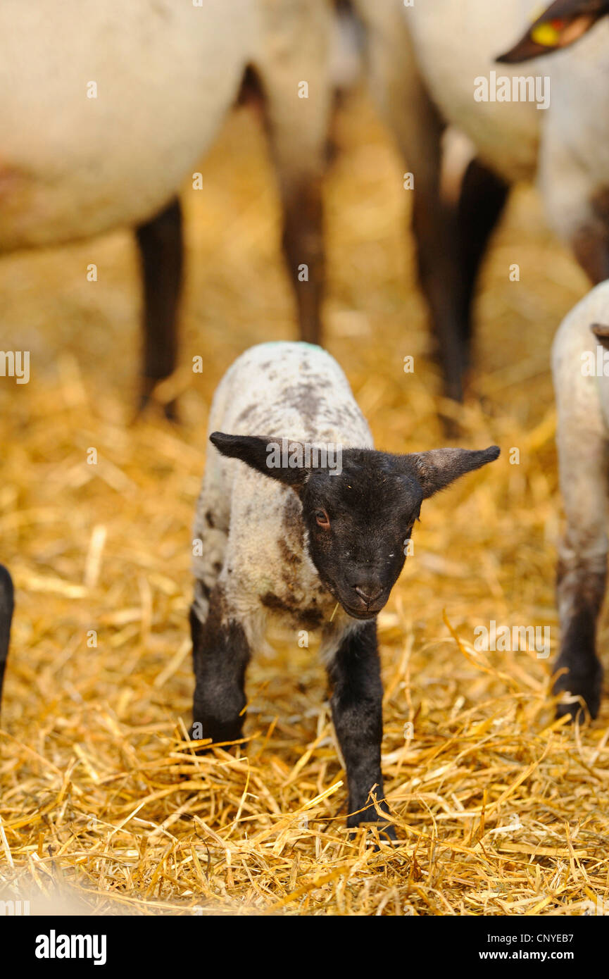 Suffolk (Ovis Ammon F. Aries), Lamm von Suffolk Schafe Stockfoto