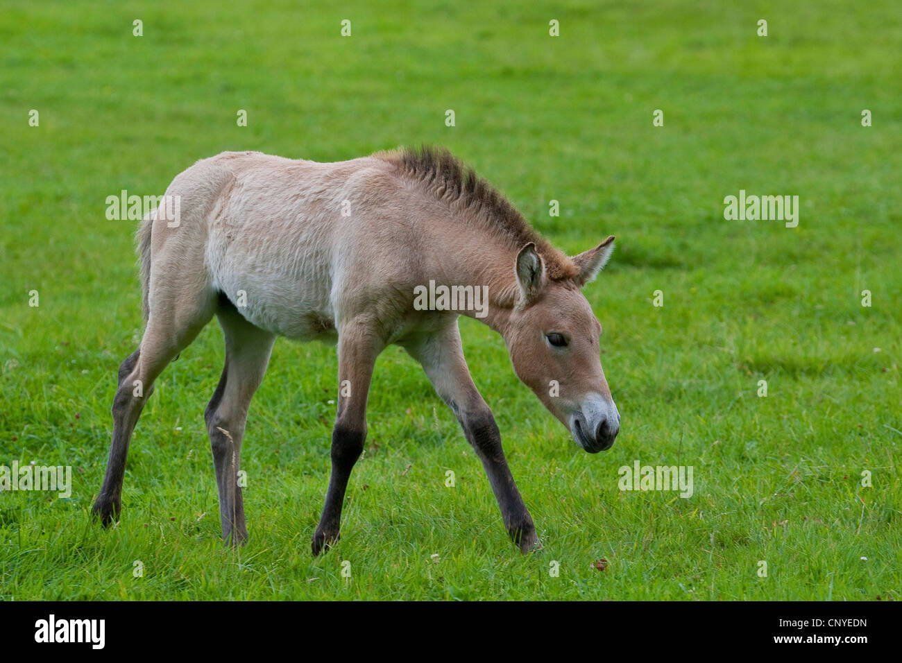 Przewalski Pferd (Equus Przewalski), Fohlen auf einer Wiese Stockfoto