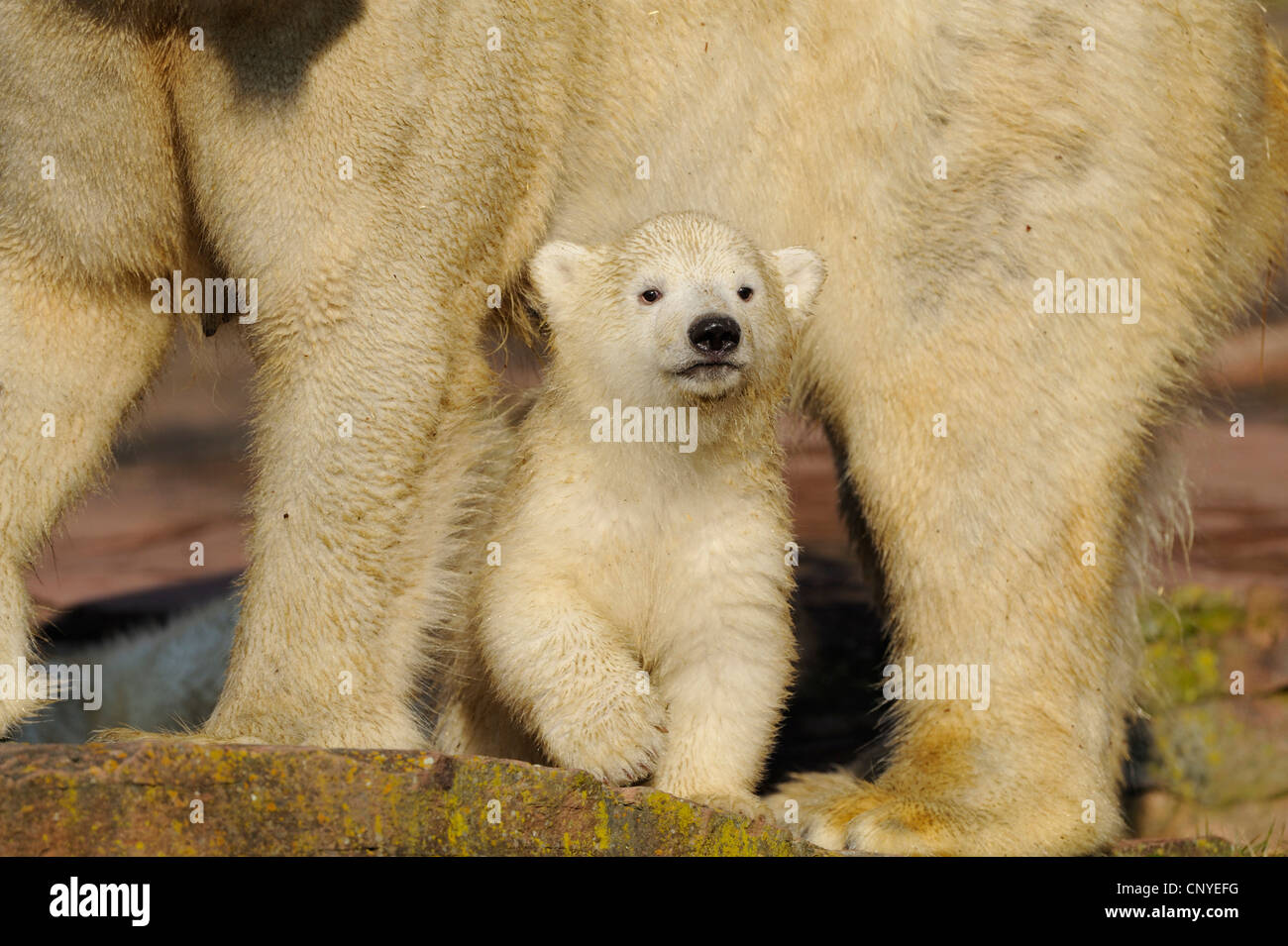 Eisbär (Ursus Maritimus), pup unter dem Bauch seiner Mutter Stockfoto