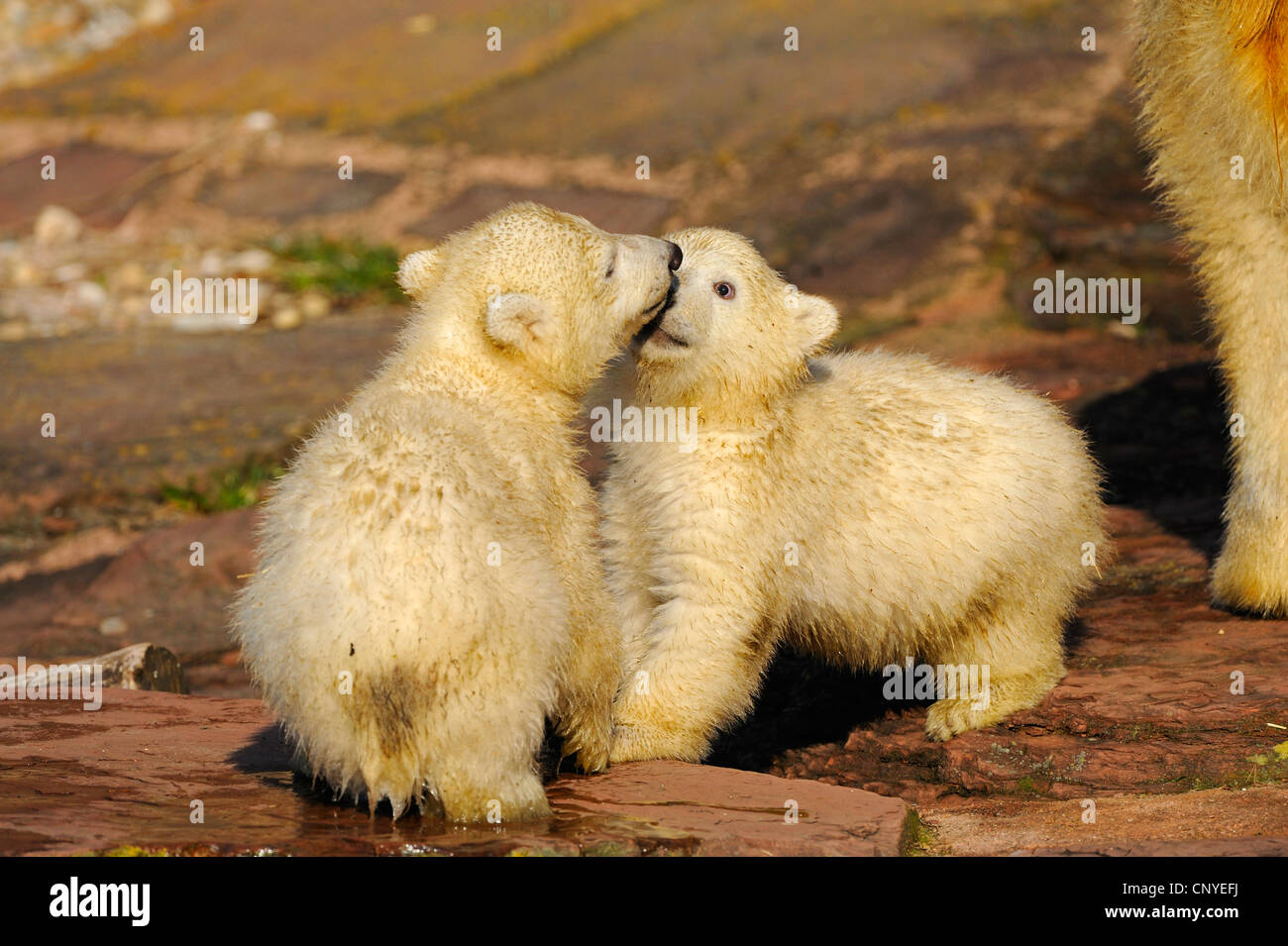 Eisbär (Ursus Maritimus), Welpen spielen Stockfoto