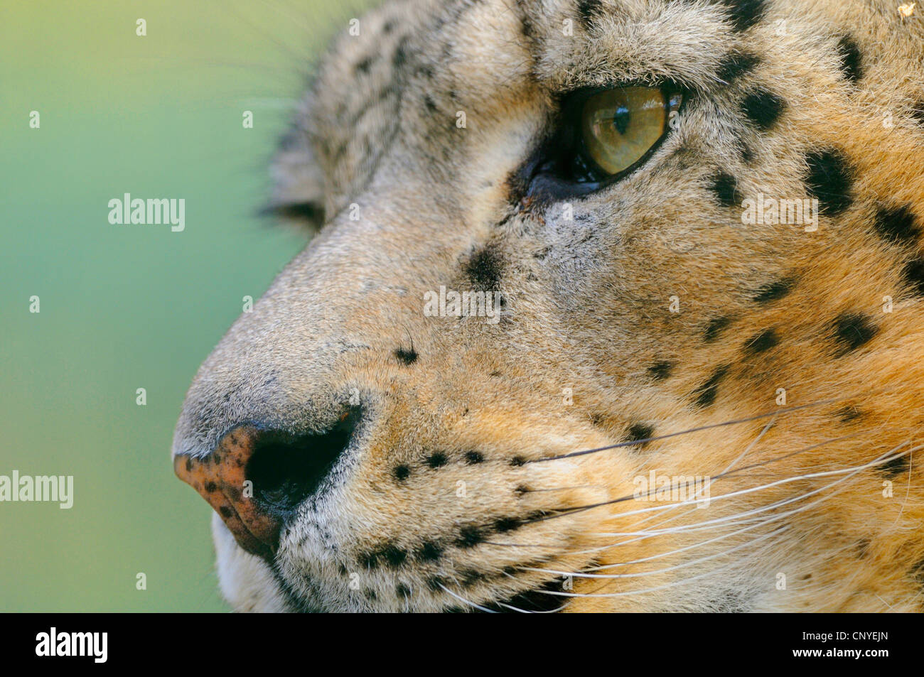 Schneeleopard (Uncia Uncia, Panthera Uncia), portrait Stockfoto