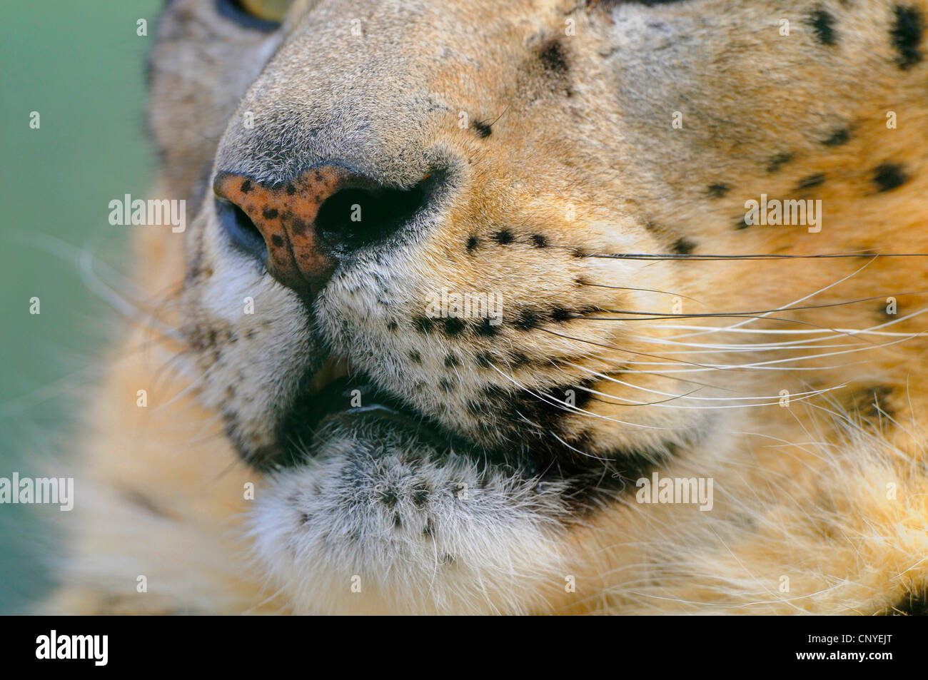 Schneeleopard (Uncia Uncia, Panthera Uncia), Schnauze Stockfoto