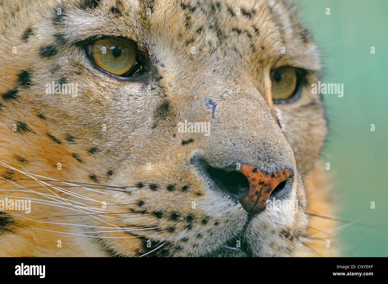 Schneeleopard (Uncia Uncia, Panthera Uncia), portrait Stockfoto