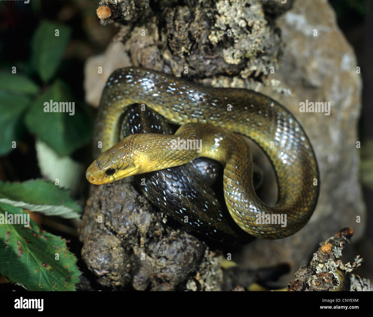 Aesculapian Schlange (bieten Longissima, Zamenis Longissimus), ruht auf einem Felsen, Deutschland Stockfoto