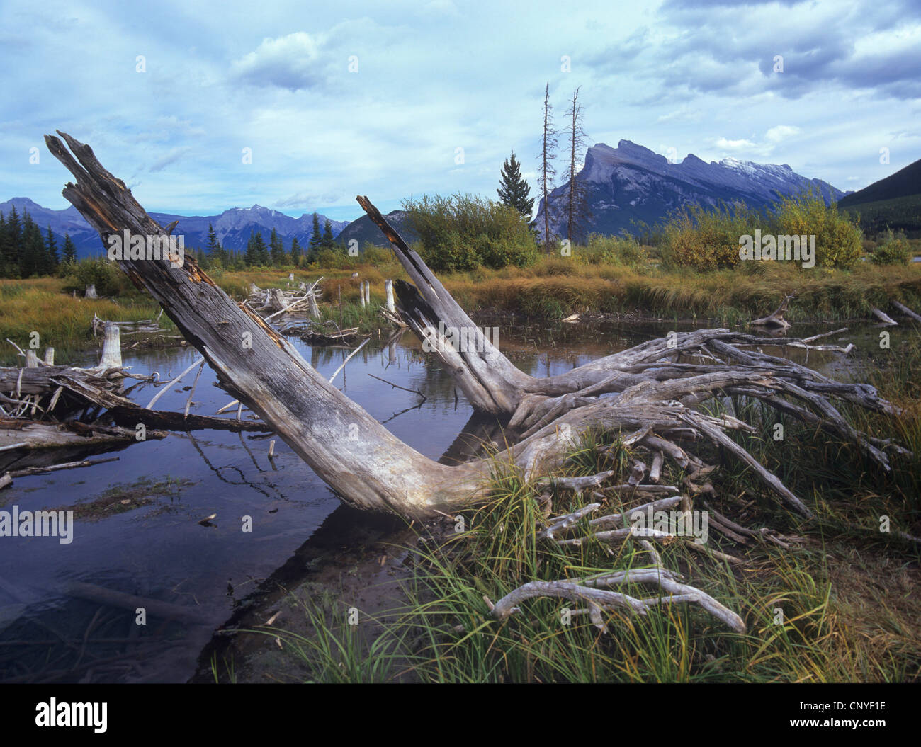 Lake Vermillion am Mt. Rundle (2848 m), Rocky Mountains, Alberta, Kanada Stockfoto