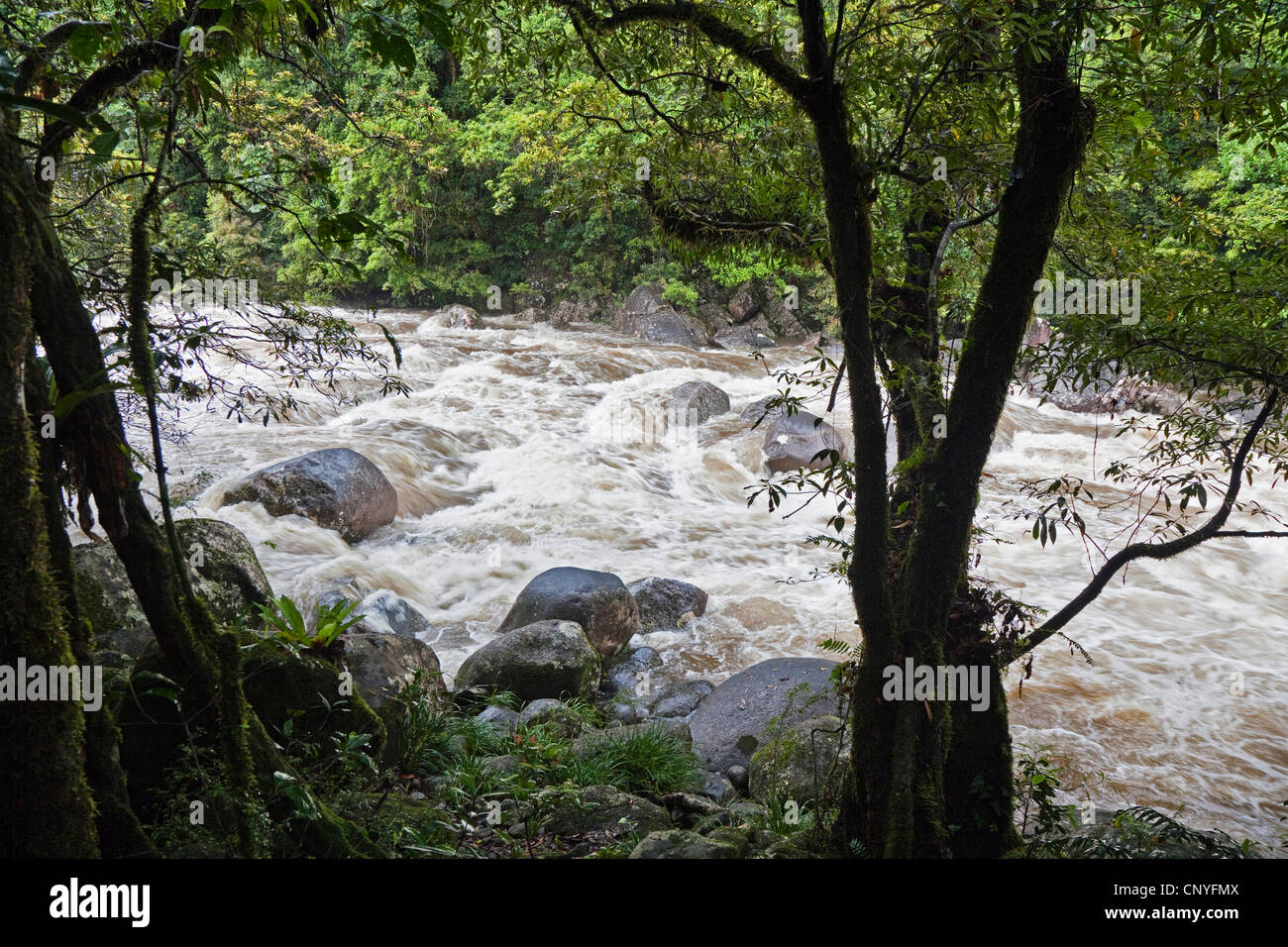Fluss In Einem Tropischen Regenwald Australien Queensland Mossmann Gorge National Park Stockfotografie Alamy