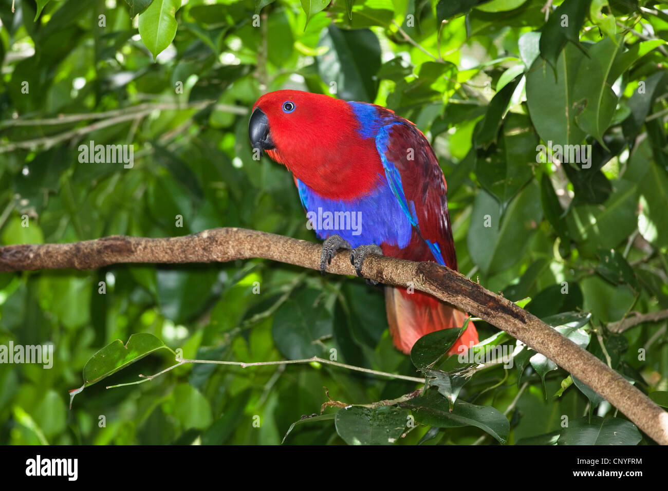 Edelpapagei (Eclectus Roratus), auf einem Ast, Australien, Queensland Stockfoto