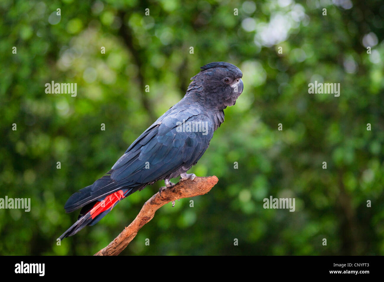 Red-tailed Black Cockatoo (Calyptorhynchus Banksii), Männchen auf einem Ast, Australien, Queensland Stockfoto