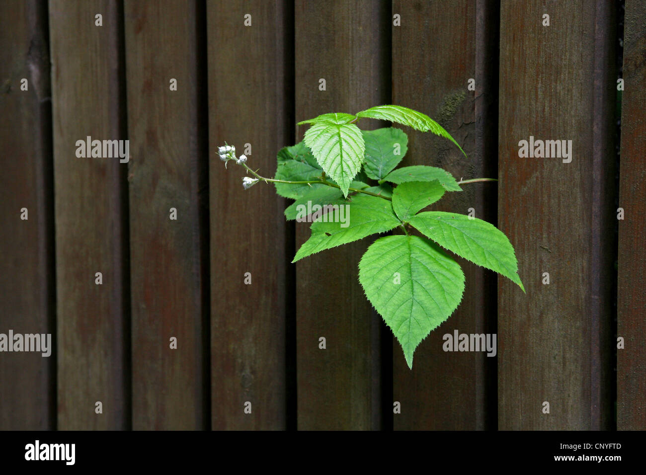 Brombeerblätter wachsen durch ein Gartenzaun, Deutschland, Nordrhein-Westfalen Stockfoto