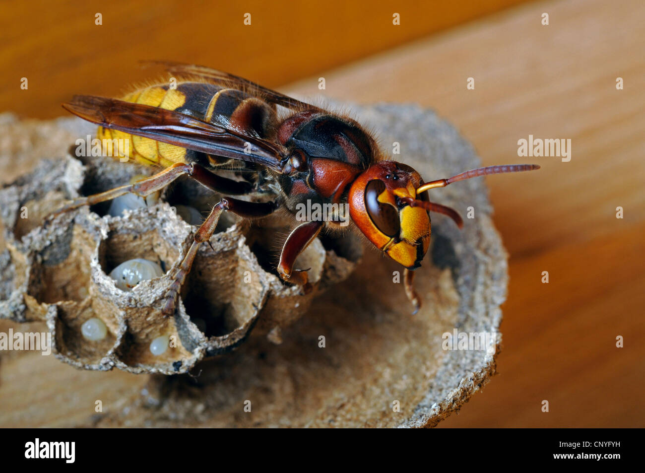 Hornet, braune Hornisse, Europäische Hornisse (Vespa Crabro), Königin Hornet und Larven im Hornissennest, Deutschland Stockfoto