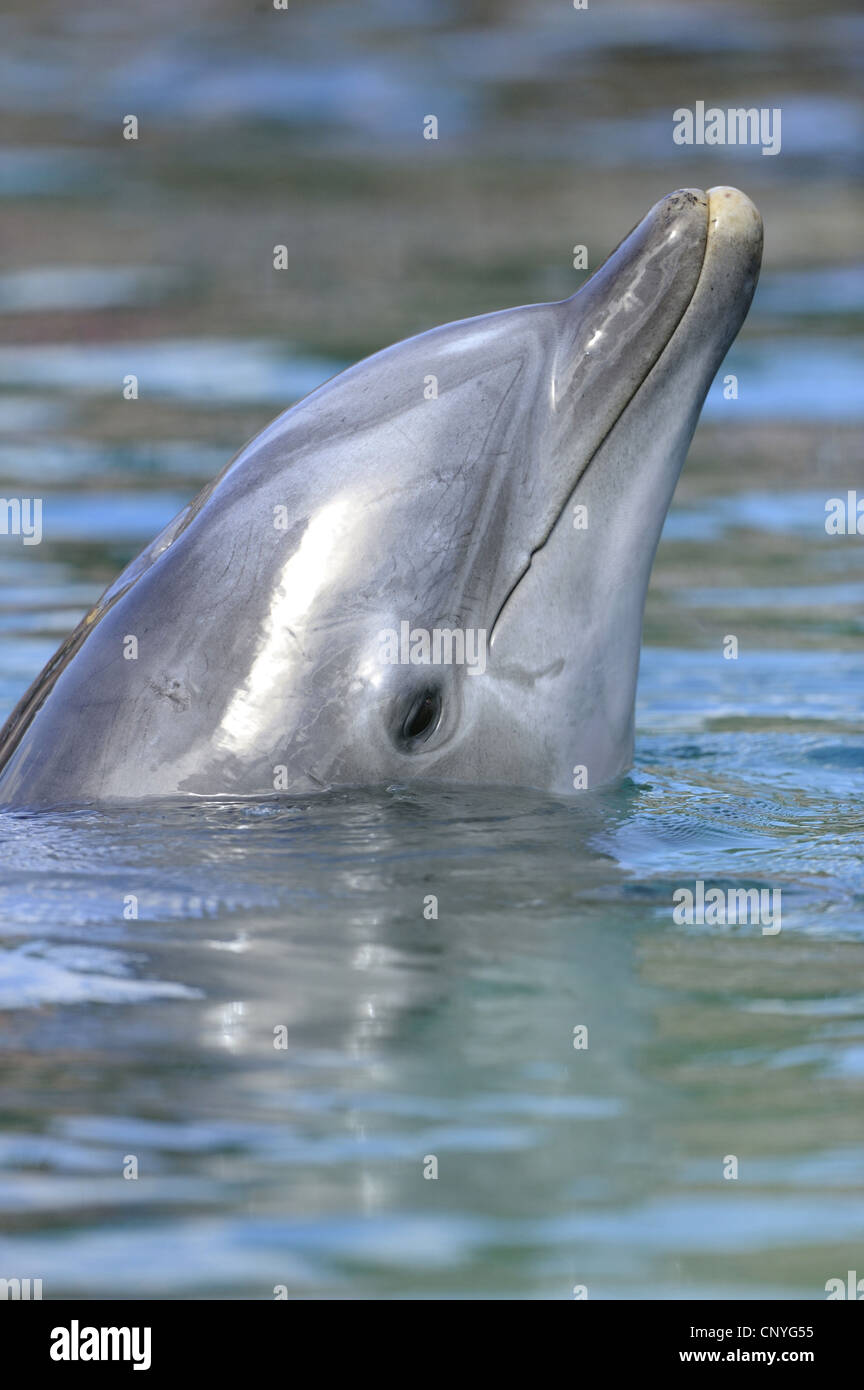 Bottlenosed Delphin, gemeiner Flasche – Nosed Delfin (Tursiops Truncatus), Blick vom Wasser Stockfoto