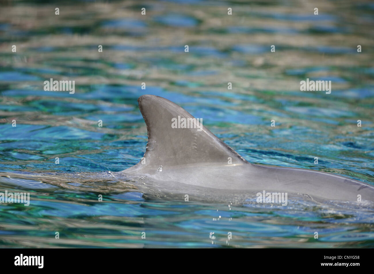 Bottlenosed Delphin, gemeiner Flasche – Nosed Delfin (Tursiops Truncatus), Rückenflosse Stockfoto