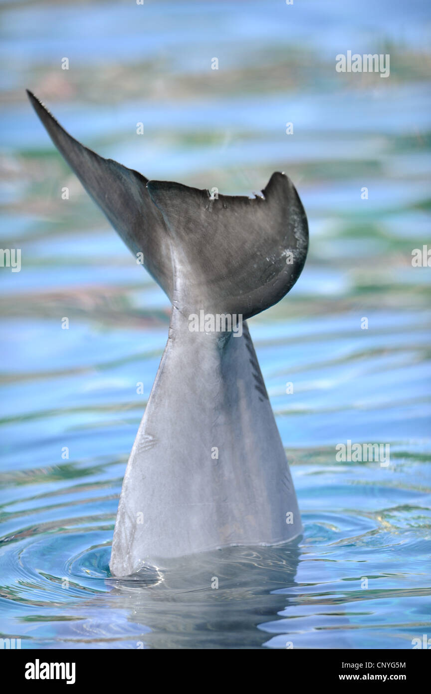 Bottlenosed Delphin, gemeiner Flasche – Nosed Delfin (Tursiops Truncatus), Schwanzflosse Stockfoto