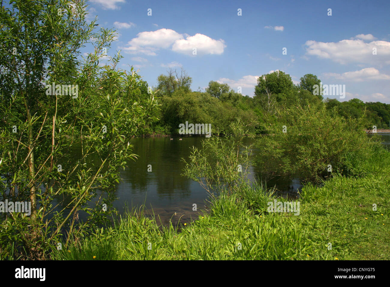 Weide, Korbweide (Salix spec.), Ruhr River in Bochum-Dahlhausen im Sommer, Bochum, Ruhrgebiet, Nordrhein-Westfalen, Deutschland Stockfoto