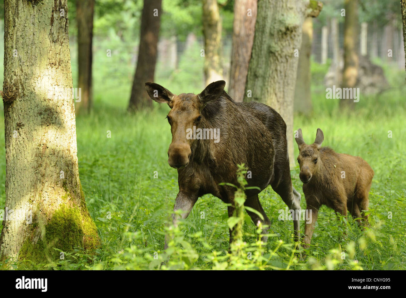 Elche, Europäischen Elch (Alces Alces Alces), Elchkühe und Wade reichen Wald, Deutschland Stockfoto