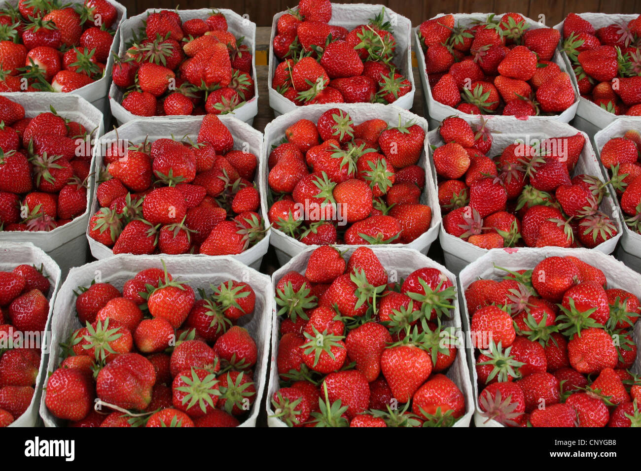 Hybrid-Erdbeere, Garten-Erdbeere (Fragaria X ananassa, Fragaria Ananassa) Erdbeeren im Boxen, Deutschland Stockfoto