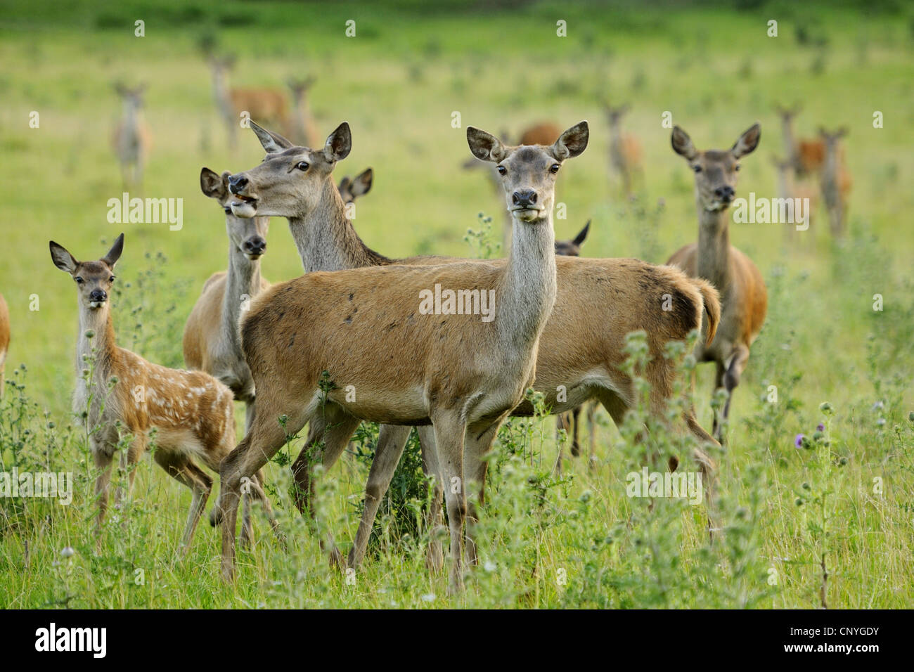 Rothirsch (Cervus Elaphus), Herde in eine Wiese, Deutschland, Bayern Stockfoto