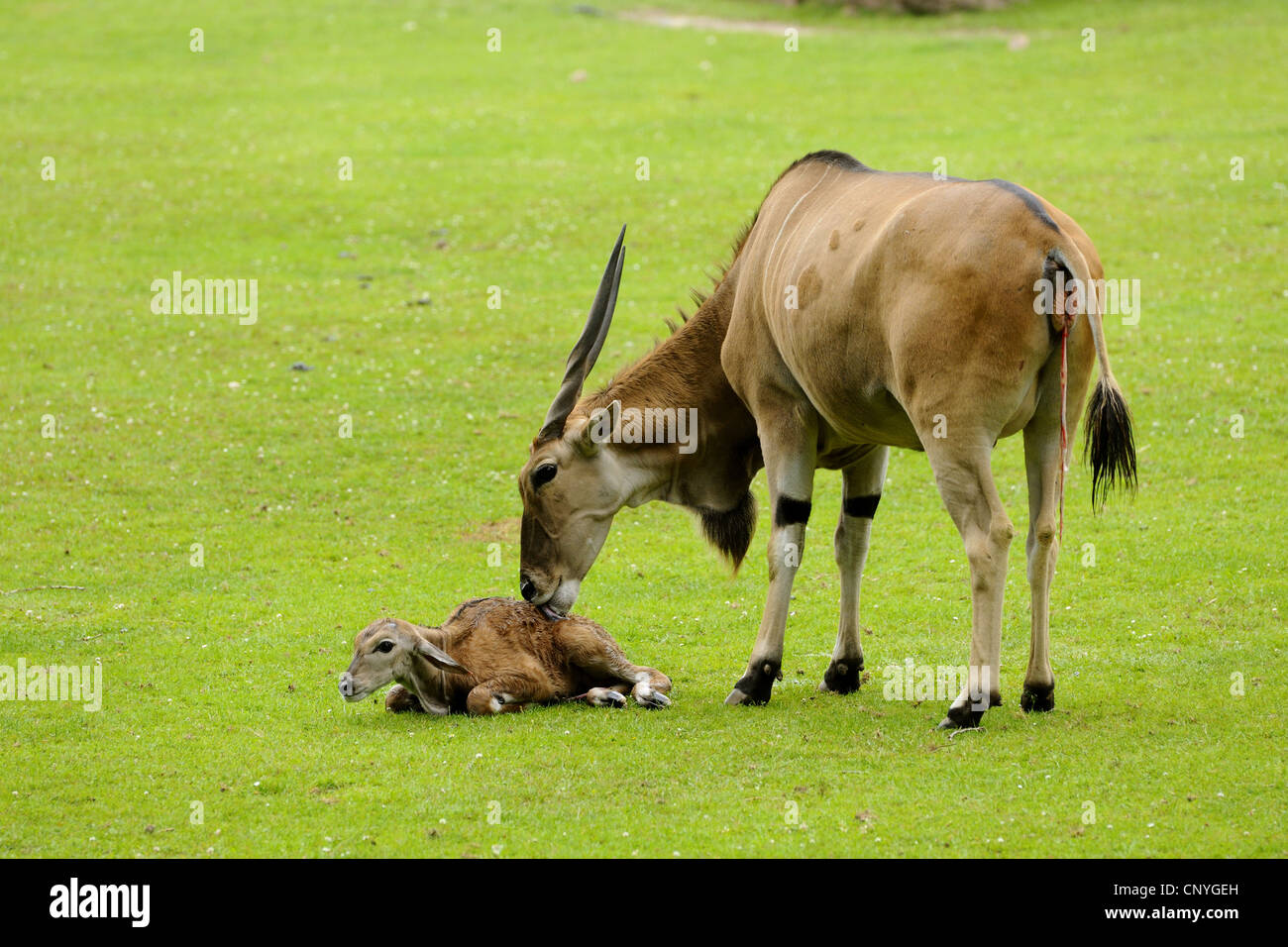 Gemeinsame Eland, südlichen Eland (Tauro Oryx, Tragelaphus Oryx), Mutter lecken ihre jungen Stockfoto
