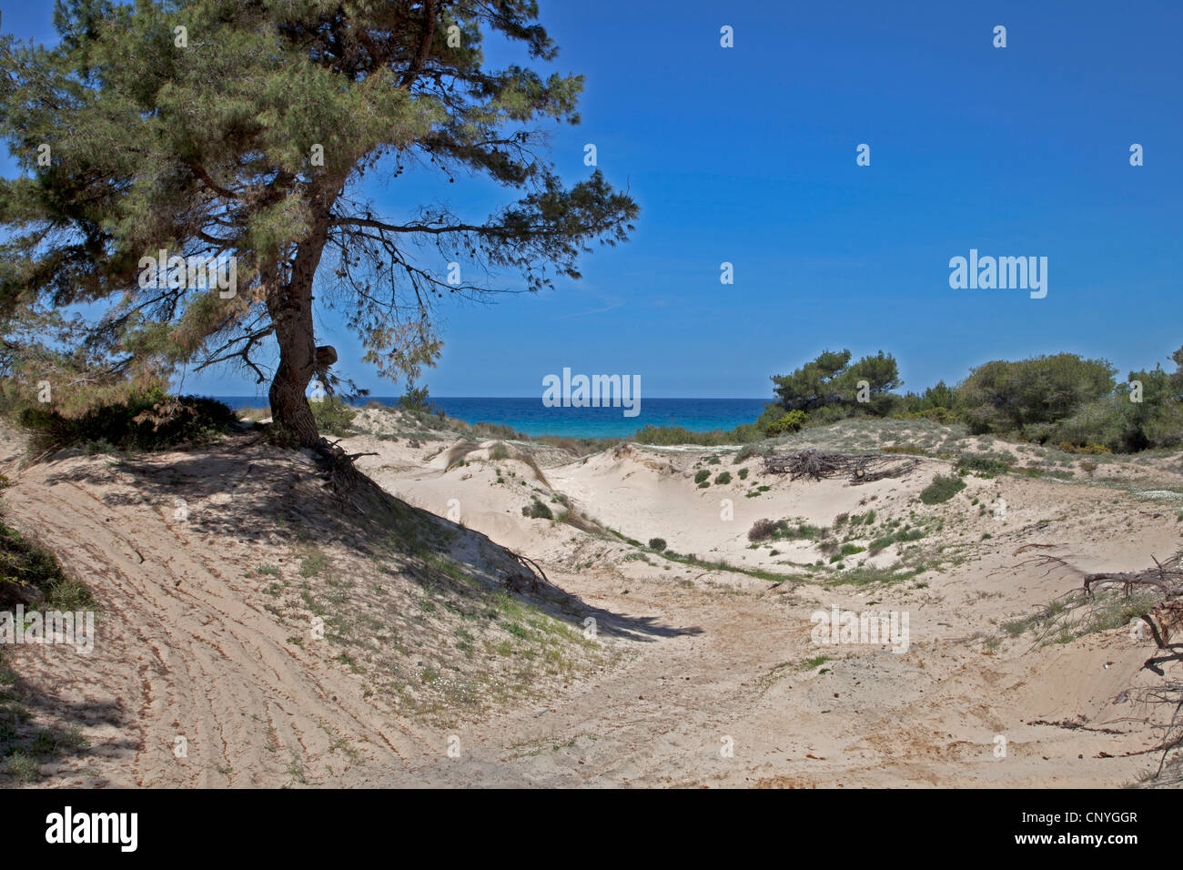 Pinienwald in der Nähe von Meer, Sani Beach, Halbinsel Kassandra, Chalkidiki, Zentralmakedonien, Griechenland Stockfoto