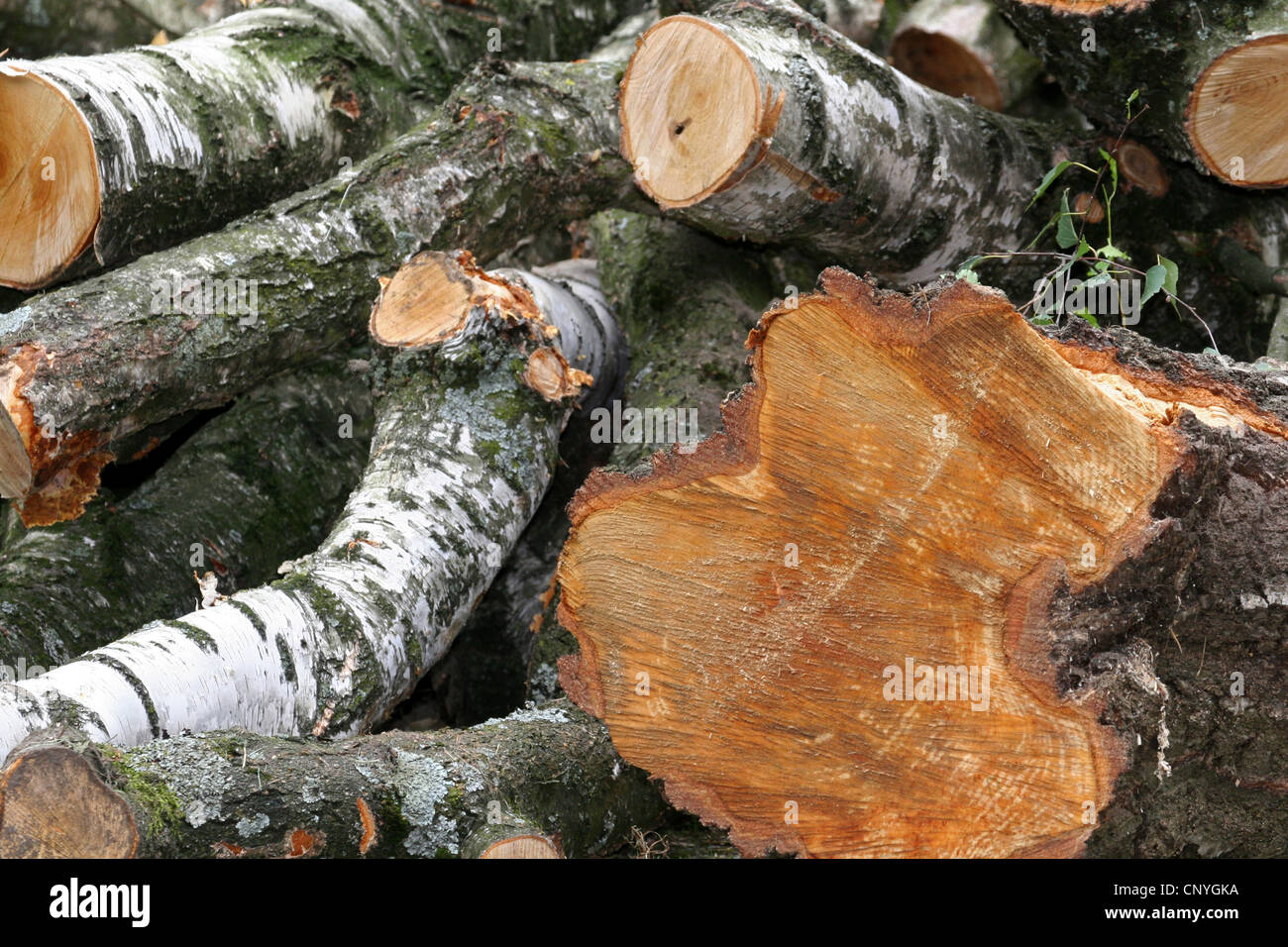 gefällten Birke Stiele, Deutschland, Nordrhein-Westfalen Stockfoto