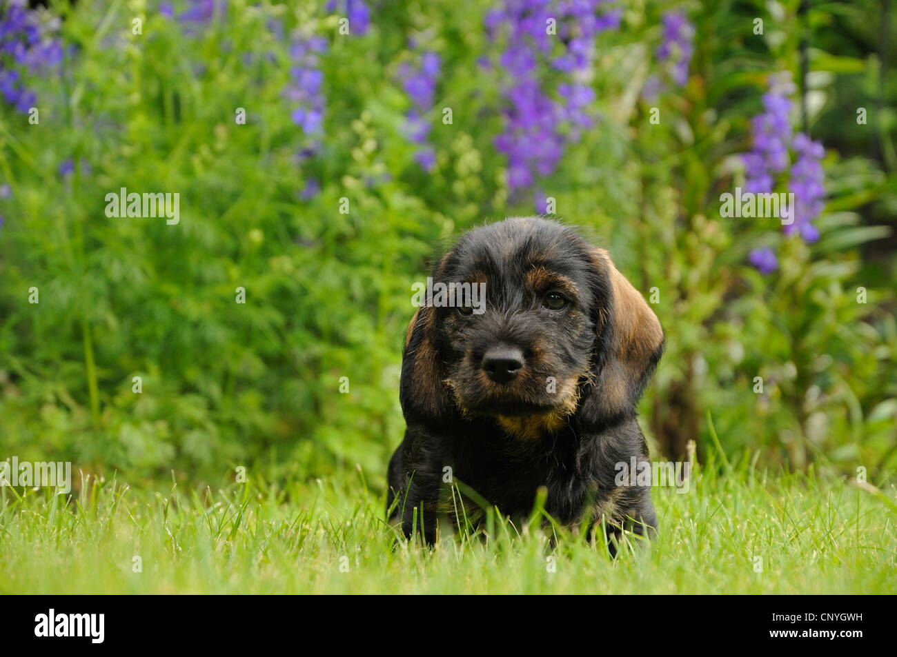 Rauhaar Dackel, Rauhhaar Dackel, Haushund (Canis Lupus F. Familiaris) Welpen in Wiese, Deutschland Stockfoto