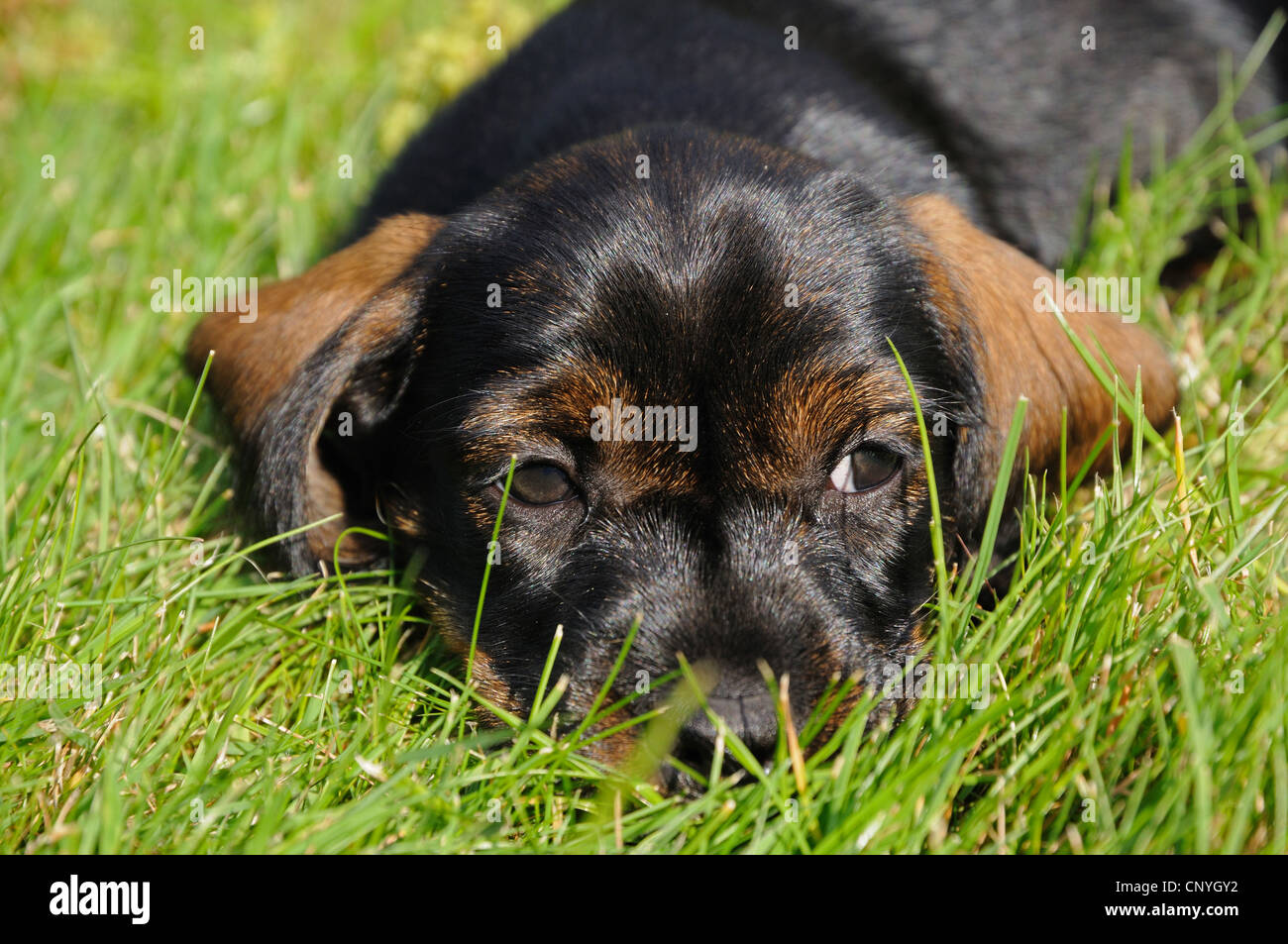 Rauhaar Dackel, Rauhhaar Dackel, Haushund (Canis Lupus F. Familiaris), Welpe, liegend auf Wiese, Deutschland Stockfoto