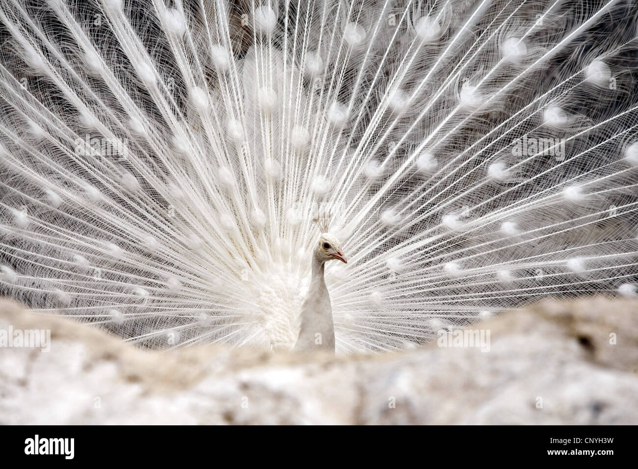 Weißer Pfau (Pavo Cristatus Mut. Alba), Männlich Stockfoto