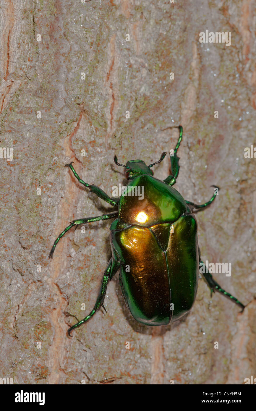 Protaetia Aeruginosa (Protaetia Aeruginosa, Potosia Aeruginosa), sitzen