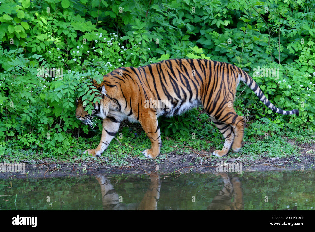 Sumatra-Tiger (Panthera Tigris Sumatrae), an einer Uferpromenade Stockfoto