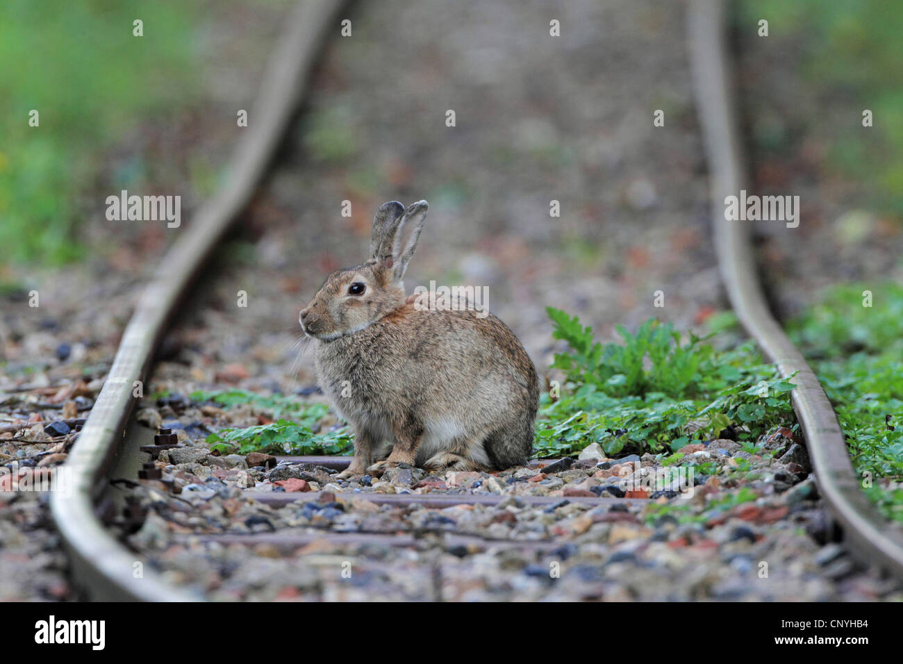 Europäischen Kaninchen (Oryctolagus Cuniculus), sitzt auf einem Gleis, Deutschland Stockfoto