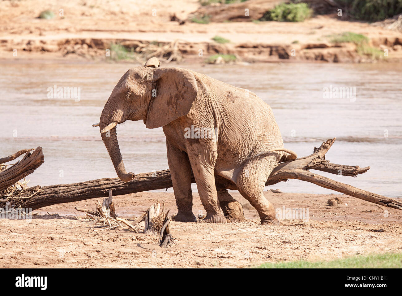 Afrikanischer Elefant Kratzen auf einem Baum im Samburu Park Kenia Stockfoto