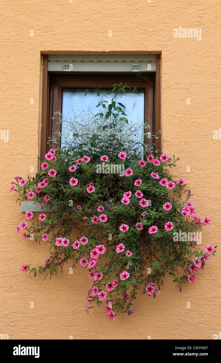 Petunien (Petunia spec, Callibrachoa), Fenster mit Petunien, Deutschland Stockfoto