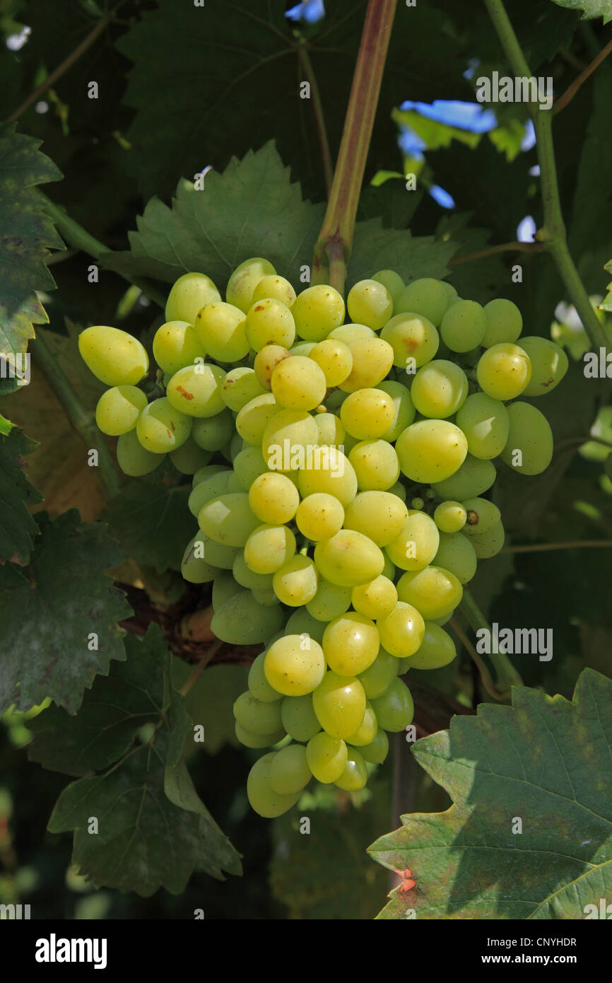 Rebe, Weinrebe (Vitis Vinifera), grüne Trauben am Weinstock, Deutschland Stockfoto