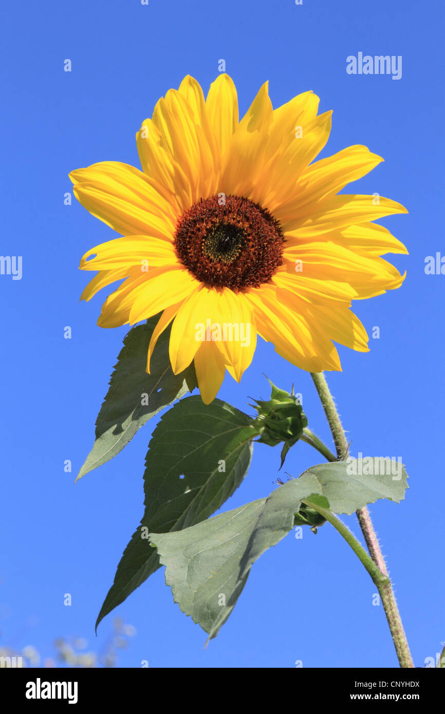 gewöhnliche Sonnenblume (Helianthus Annuus), gegen blauen Himmel, Deutschland Stockfoto