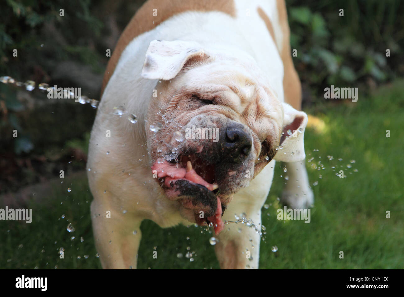 Amerikanische Bulldogge (Canis Lupus F. Familiaris), trinkt Wasser aus einem Wasserstrahl Stockfoto