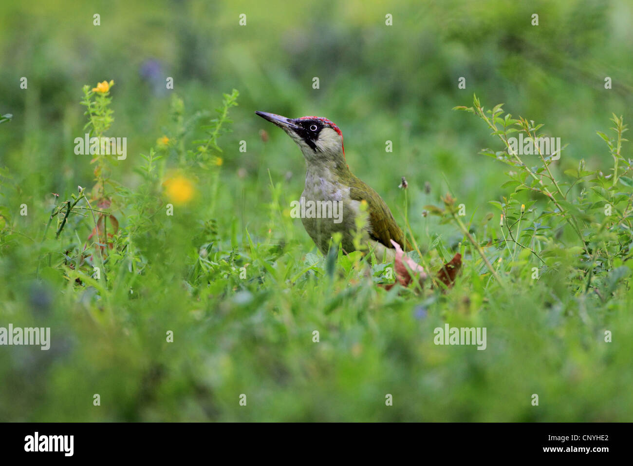 Grünspecht (Picus Viridis), sitzen auf einer Wiese, Deutschland Stockfoto