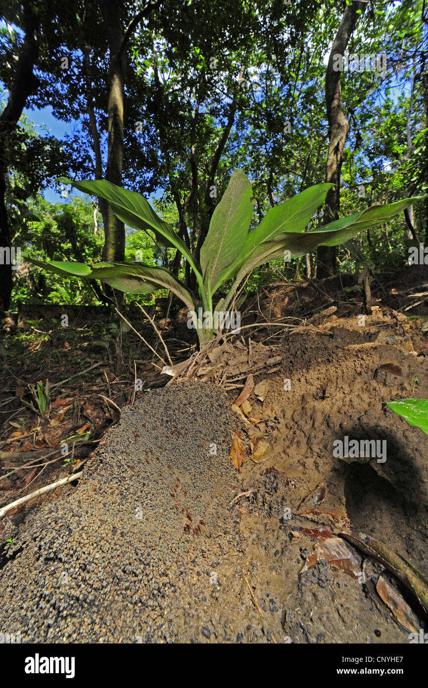 Termitenhügel in einem tropischen Regenwald, Roatan, Honduras, Bay Islands Stockfoto