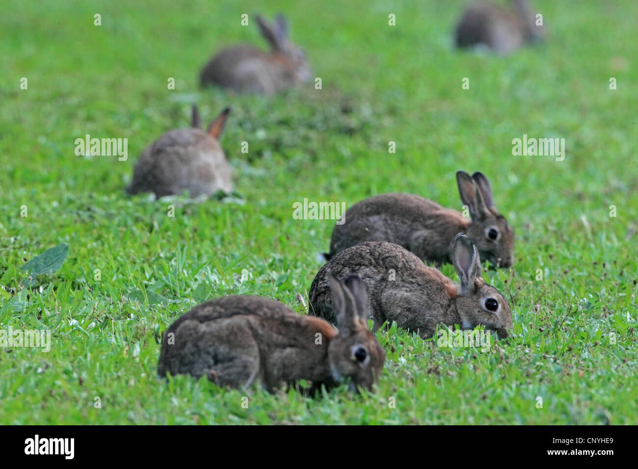 Europäischen Kaninchen (Oryctolagus Cuniculus), sitzen auf einer Wiese, die Fütterung auf Rasen, Deutschland Stockfoto
