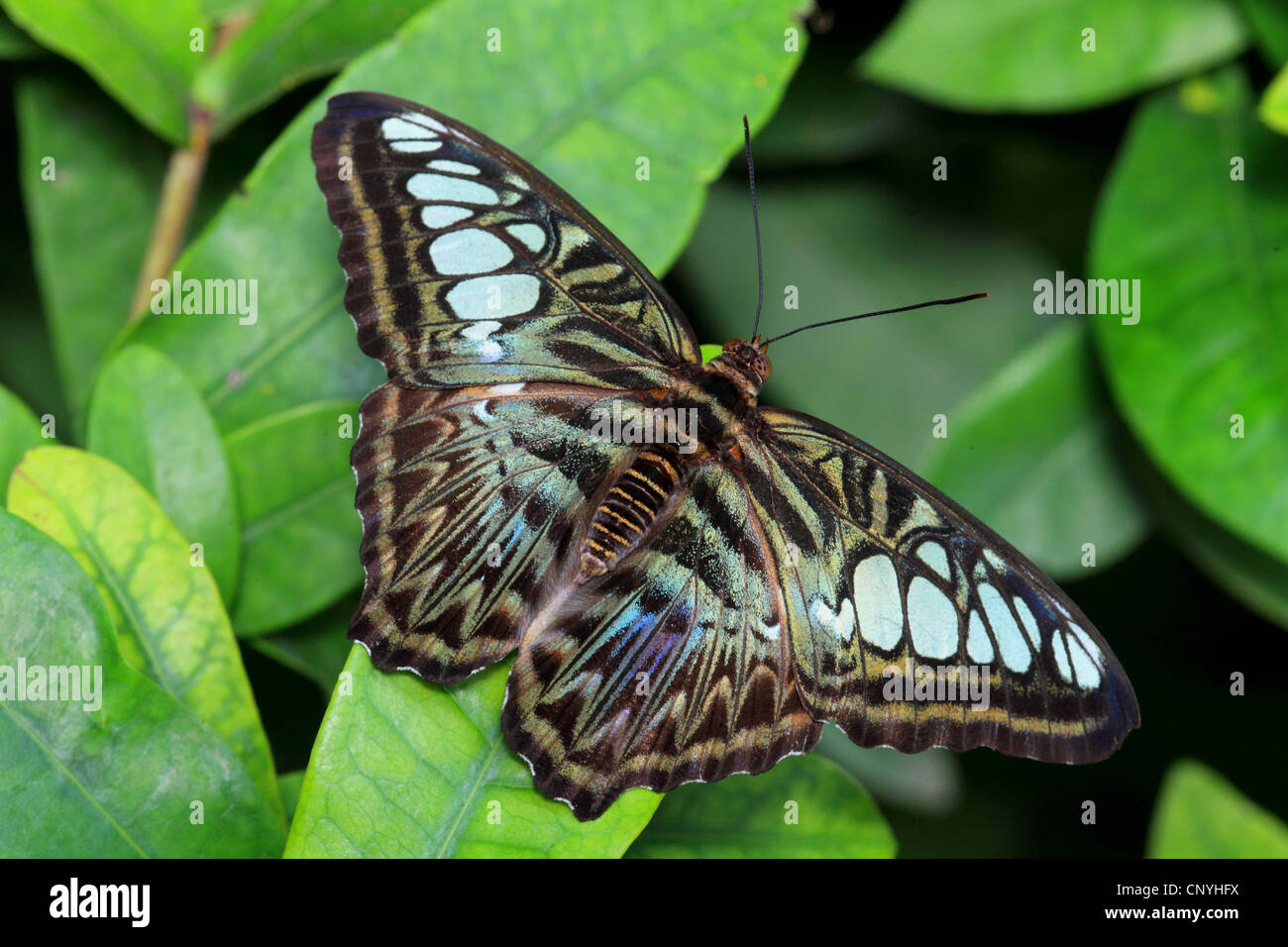 Braun Haarschneider (Parthenos Sylvia), sitzen auf einer Anlage Stockfoto