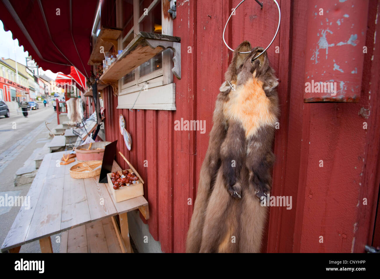Europäischen Baummarder (Martes Martes), Pelze für Verkauf an der Fassade eines Dorfes shop, Norwegen, Roros aufgehängt Stockfoto