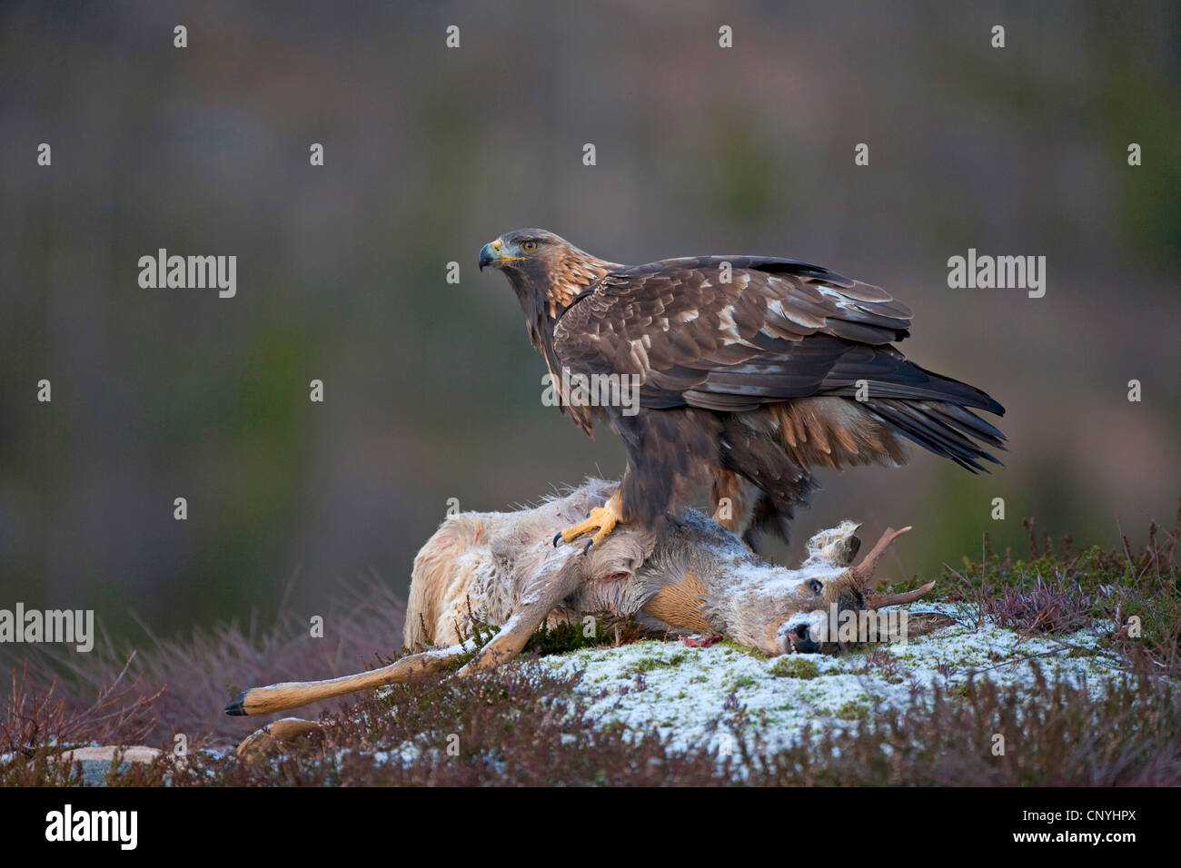 Steinadler (Aquila Chrysaetos), sitzen auf Toten Rehbock, Norwegen, Flatanger Stockfoto